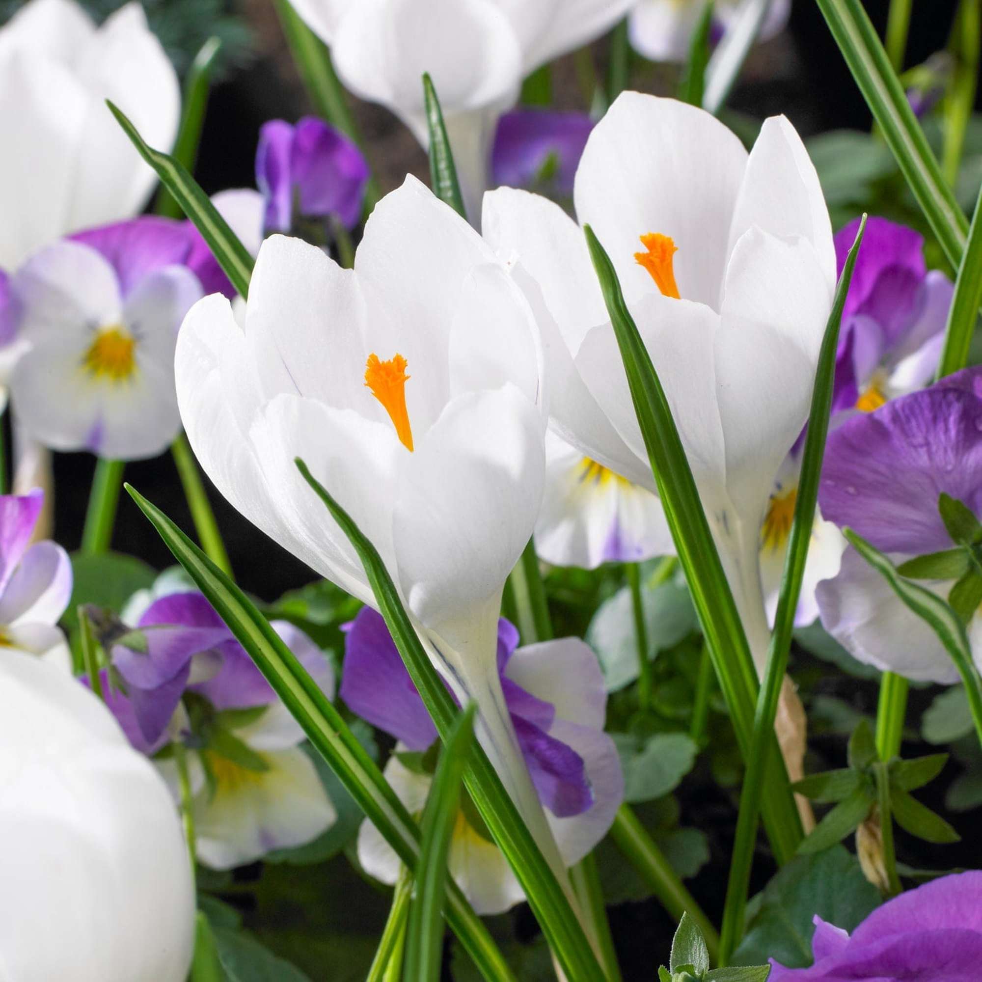 Krokusse - Bloomenwelt